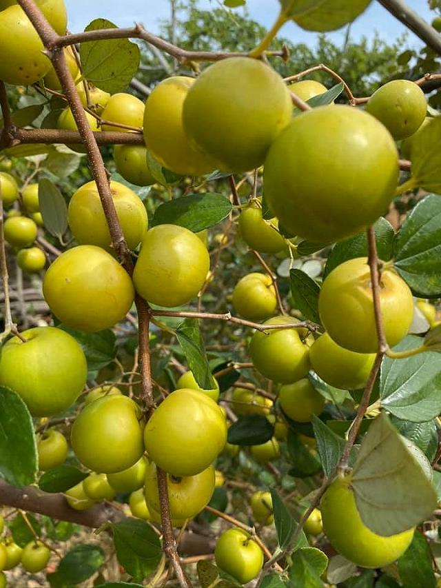 Cầm theo bịch muối ngon đi 'vườn táo toàn size khủng' tự tay hái ăn no mệt nghỉ chỉ 50k/người - ảnh 3 cam theo bich muoi ngon di "vuon tao toan size khung" tu tay hai an no met nghi chi 50k/nguoi - anh 3