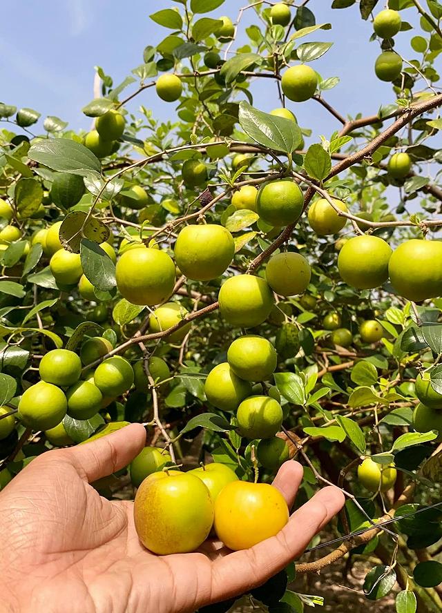 Cầm theo bịch muối ngon đi 'vườn táo toàn size khủng' tự tay hái ăn no mệt nghỉ chỉ 50k/người - ảnh 17 cam theo bich muoi ngon di "vuon tao toan size khung" tu tay hai an no met nghi chi 50k/nguoi - anh 17