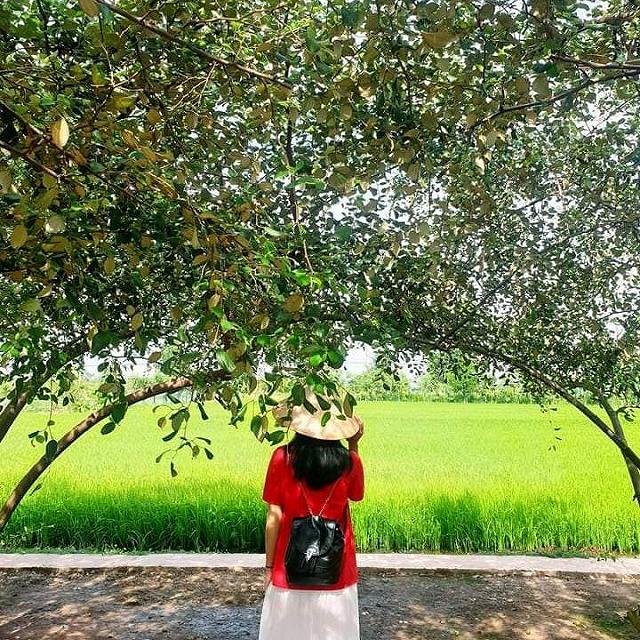 Cầm theo bịch muối ngon đi 'vườn táo toàn size khủng' tự tay hái ăn no mệt nghỉ chỉ 50k/người - ảnh 2 cam theo bich muoi ngon di "vuon tao toan size khung" tu tay hai an no met nghi chi 50k/nguoi - anh 2