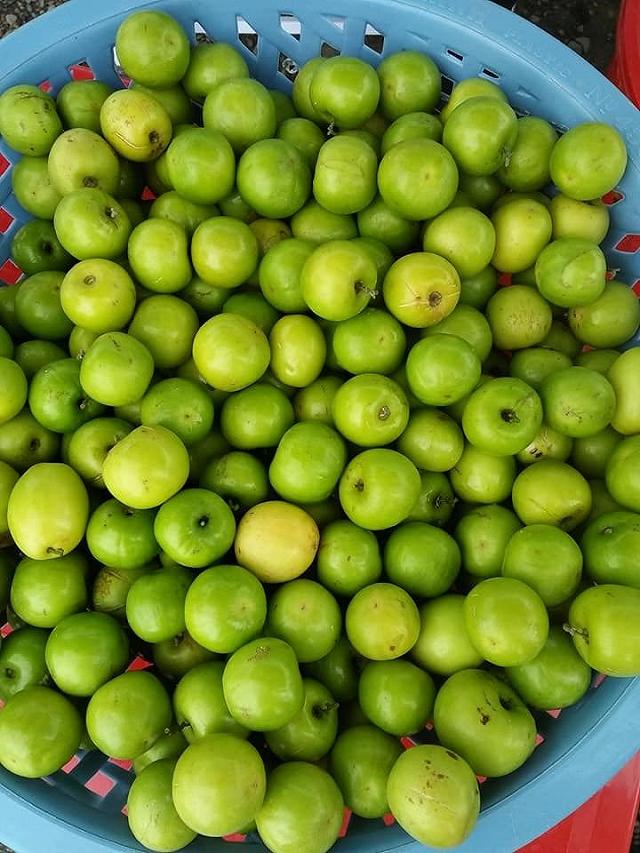 Cầm theo bịch muối ngon đi 'vườn táo toàn size khủng' tự tay hái ăn no mệt nghỉ chỉ 50k/người - ảnh 9 cam theo bich muoi ngon di "vuon tao toan size khung" tu tay hai an no met nghi chi 50k/nguoi - anh 9