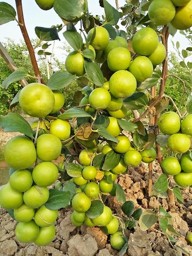 Cầm theo bịch muối ngon đi 'vườn táo toàn size khủng' tự tay hái ăn no mệt nghỉ chỉ 50k/người - ảnh 4 cam theo bich muoi ngon di "vuon tao toan size khung" tu tay hai an no met nghi chi 50k/nguoi - anh 4