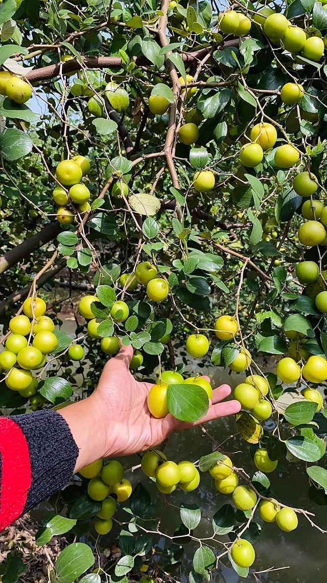 Cầm theo bịch muối ngon đi 'vườn táo toàn size khủng' tự tay hái ăn no mệt nghỉ chỉ 50k/người - ảnh 11 cam theo bich muoi ngon di "vuon tao toan size khung" tu tay hai an no met nghi chi 50k/nguoi - anh 11