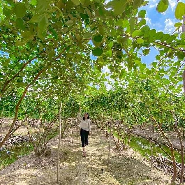 Cầm theo bịch muối ngon đi 'vườn táo toàn size khủng' tự tay hái ăn no mệt nghỉ chỉ 50k/người - ảnh 7 cam theo bich muoi ngon di "vuon tao toan size khung" tu tay hai an no met nghi chi 50k/nguoi - anh 7
