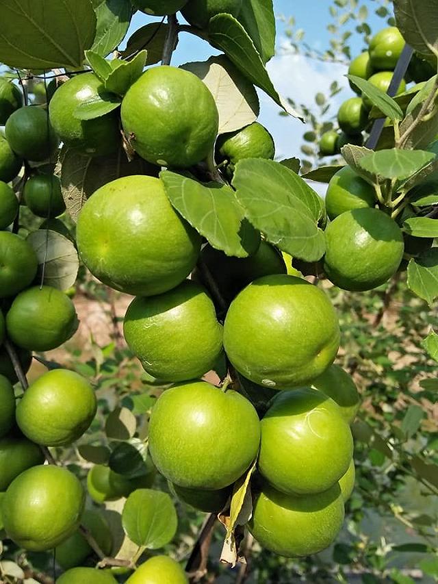 Cầm theo bịch muối ngon đi 'vườn táo toàn size khủng' tự tay hái ăn no mệt nghỉ chỉ 50k/người - ảnh 10 cam theo bich muoi ngon di "vuon tao toan size khung" tu tay hai an no met nghi chi 50k/nguoi - anh 10