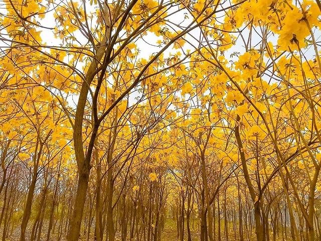 lac giua vuon hoa phong linh dep hut hon nhu chon co tich - anh 25