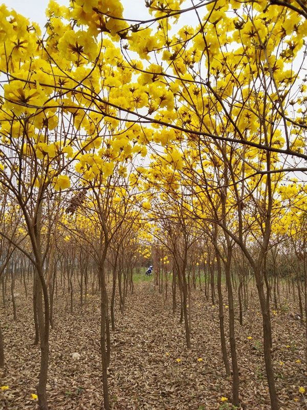 lac giua vuon hoa phong linh dep hut hon nhu chon co tich - anh 30