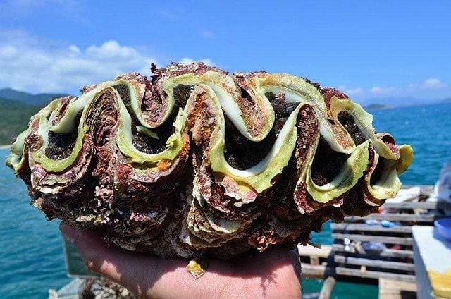 Sài Gòn nóng quá, rủ bạn bè đi bè nổi giữa biển, tắm đã ăn hải sản tươi ngon thôi nào! - ảnh 14 sai gon nong qua, ru ban be di be noi giua bien, tam da an hai san tuoi ngon thoi nao! - anh 14