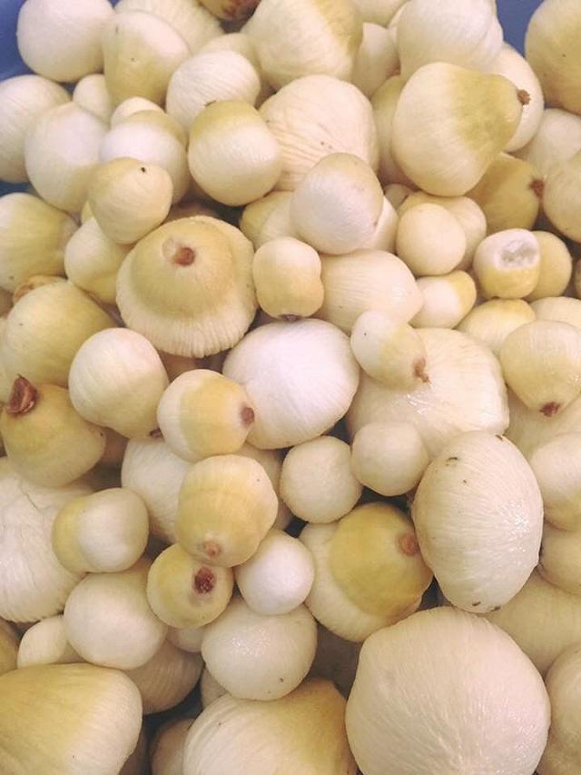 Thử một lần mê luôn MỘNG DỪA TƯƠI NGỌT MÁT đặc sản của miền tây - ảnh 6 thu mot lan me luon mong dua tuoi ngot mat dac san cua mien tay - anh 6