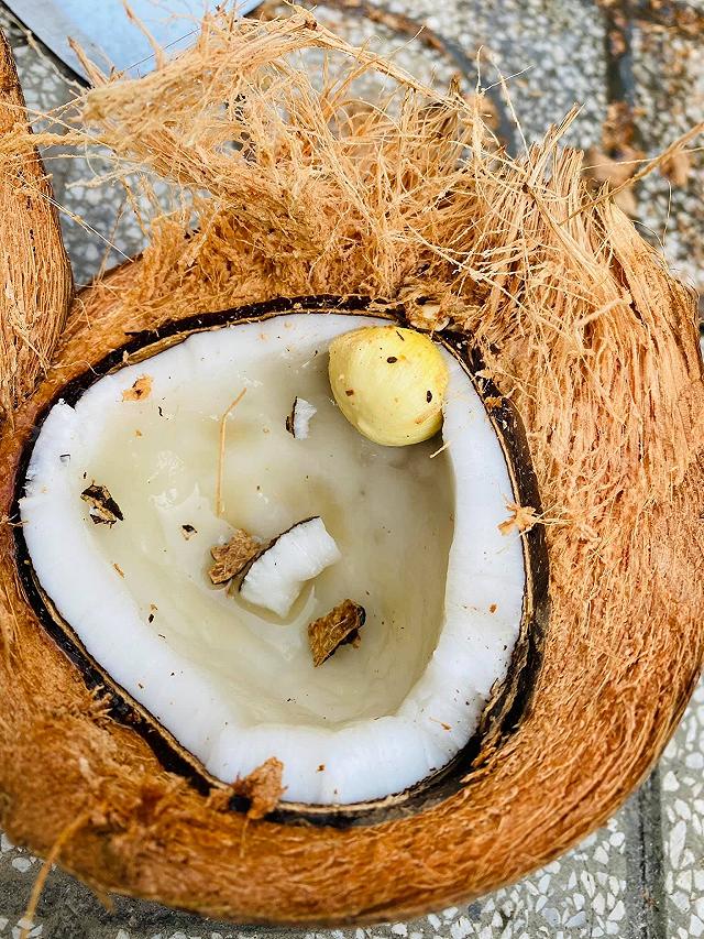 Thử một lần mê luôn MỘNG DỪA TƯƠI NGỌT MÁT đặc sản của miền tây - ảnh 25 thu mot lan me luon mong dua tuoi ngot mat dac san cua mien tay - anh 25