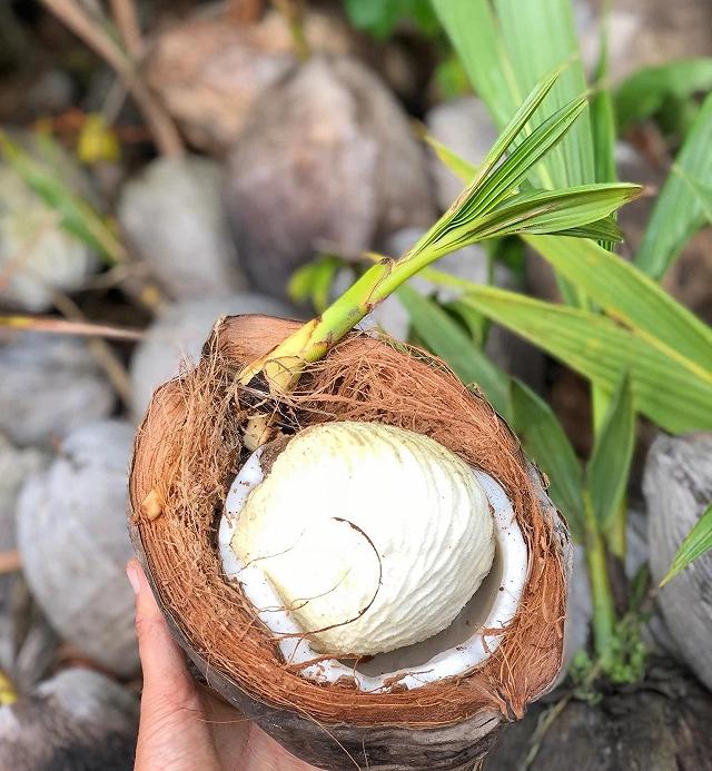 Thử một lần mê luôn MỘNG DỪA TƯƠI NGỌT MÁT đặc sản của miền tây - ảnh 8 thu mot lan me luon mong dua tuoi ngot mat dac san cua mien tay - anh 8