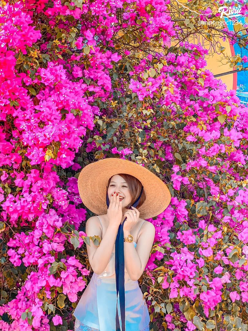 Địa chỉ chụp hình hoa giấy đẹp ở Vũng Tàu | riviu.vn