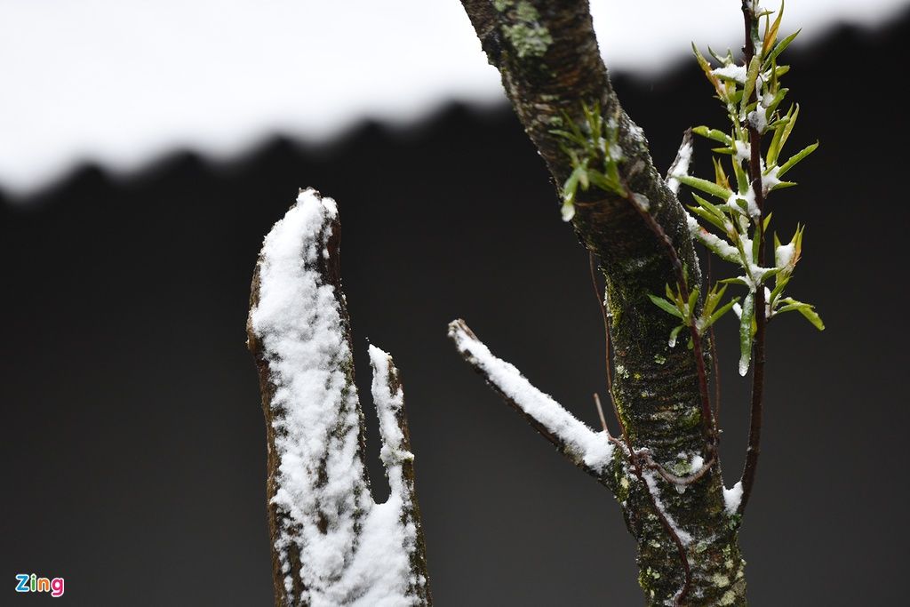 mon moi cho ngay sapa co bang tuyet dau mua tua nhu chon chau au thu nho - anh 34