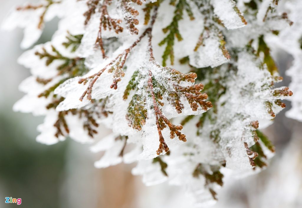 mon moi cho ngay sapa co bang tuyet dau mua tua nhu chon chau au thu nho - anh 20