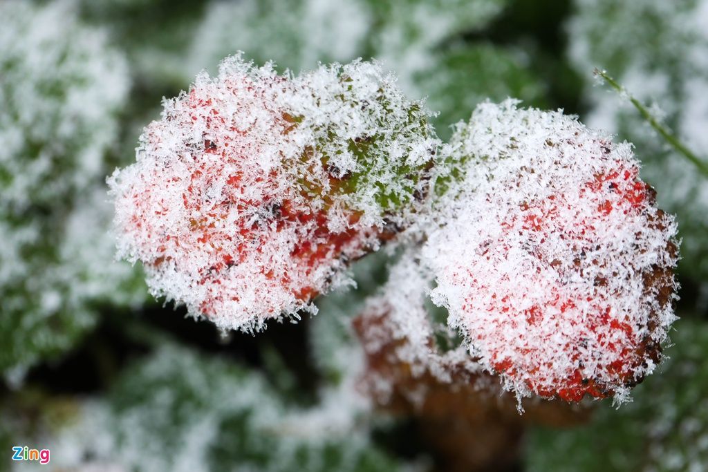 mon moi cho ngay sapa co bang tuyet dau mua tua nhu chon chau au thu nho - anh 18