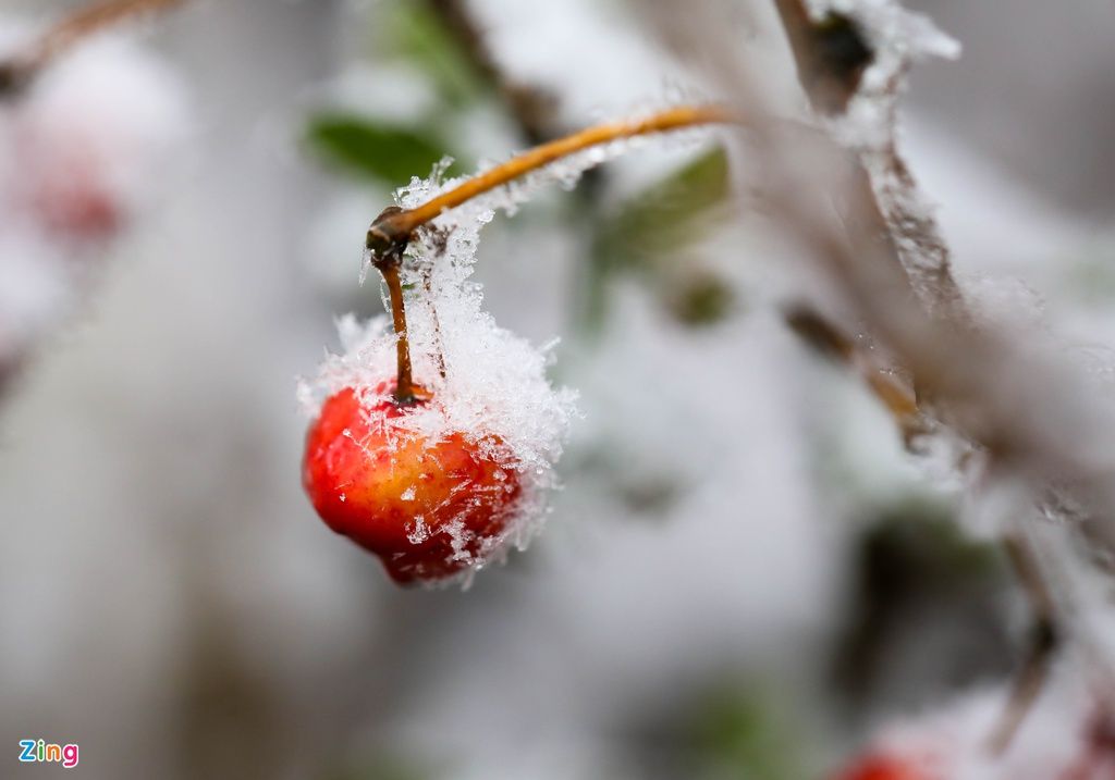 mon moi cho ngay sapa co bang tuyet dau mua tua nhu chon chau au thu nho - anh 19