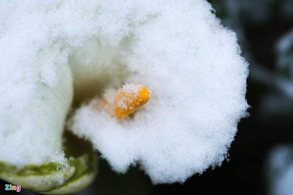 mon moi cho ngay sapa co bang tuyet dau mua tua nhu chon chau au thu nho - anh 36