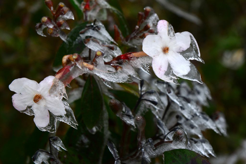 mon moi cho ngay sapa co bang tuyet dau mua tua nhu chon chau au thu nho - anh 23