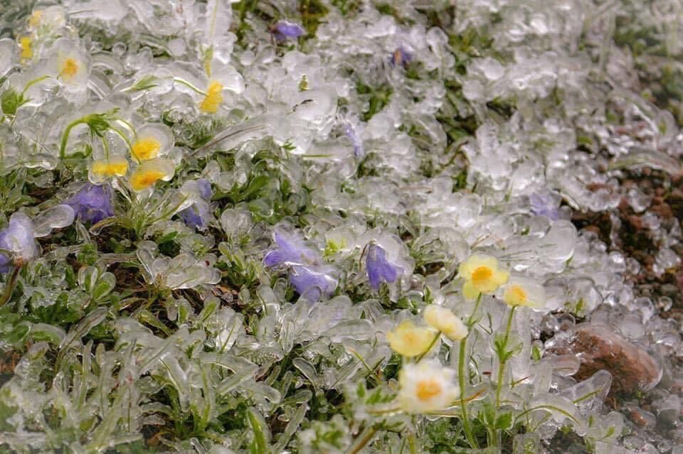 mon moi cho ngay sapa co bang tuyet dau mua tua nhu chon chau au thu nho - anh 2