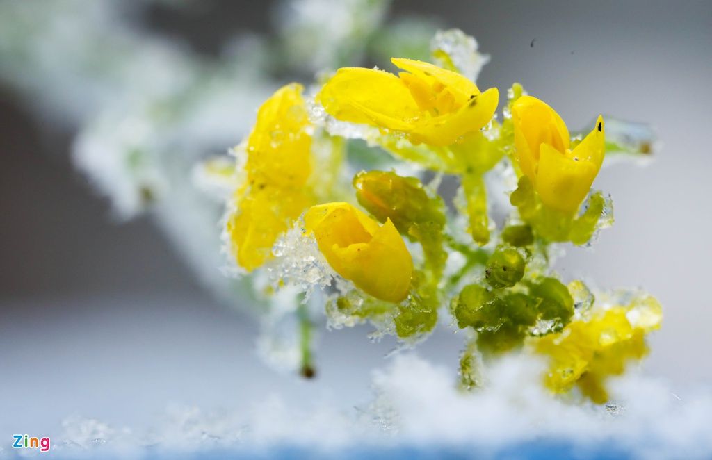 mon moi cho ngay sapa co bang tuyet dau mua tua nhu chon chau au thu nho - anh 22