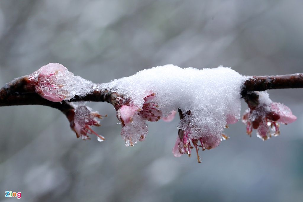 mon moi cho ngay sapa co bang tuyet dau mua tua nhu chon chau au thu nho - anh 35