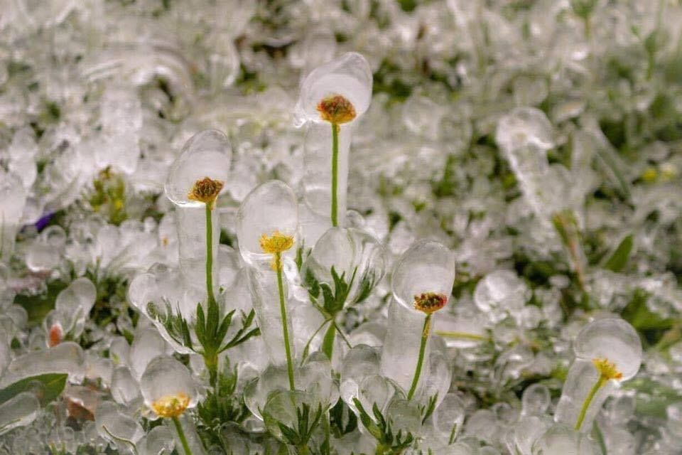 mon moi cho ngay sapa co bang tuyet dau mua tua nhu chon chau au thu nho - anh 13