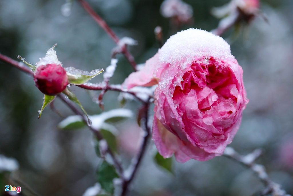 mon moi cho ngay sapa co bang tuyet dau mua tua nhu chon chau au thu nho - anh 32