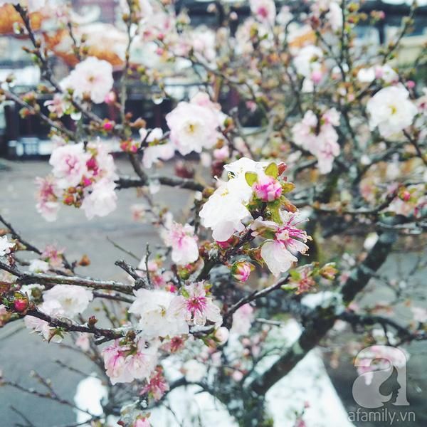 mon moi cho ngay sapa co bang tuyet dau mua tua nhu chon chau au thu nho - anh 27