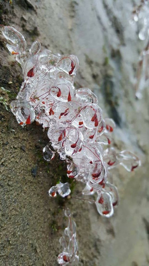 mon moi cho ngay sapa co bang tuyet dau mua tua nhu chon chau au thu nho - anh 7