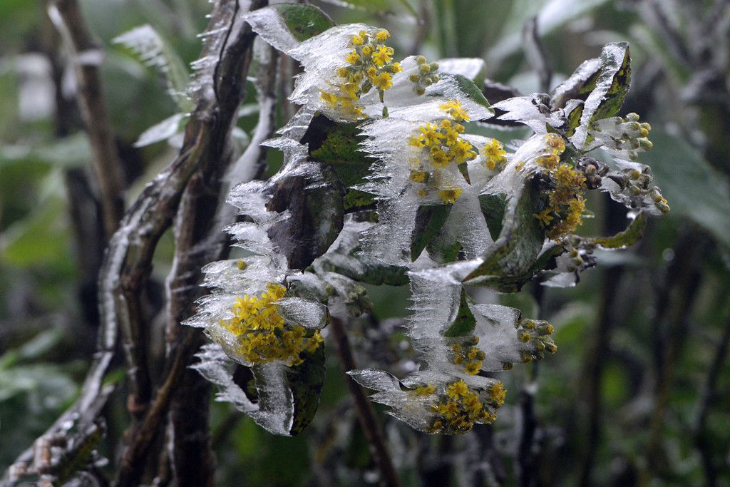 mon moi cho ngay sapa co bang tuyet dau mua tua nhu chon chau au thu nho - anh 25