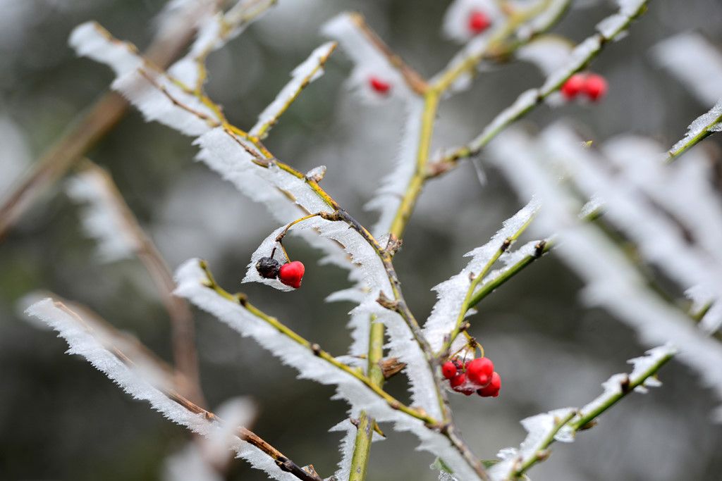 mon moi cho ngay sapa co bang tuyet dau mua tua nhu chon chau au thu nho - anh 24