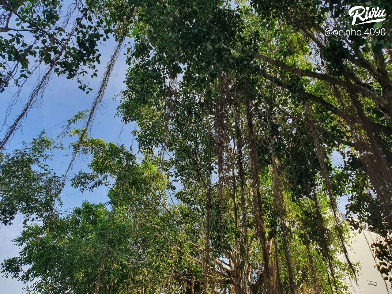 hakia garden - du lich sinh thai am thuc chay - anh 3