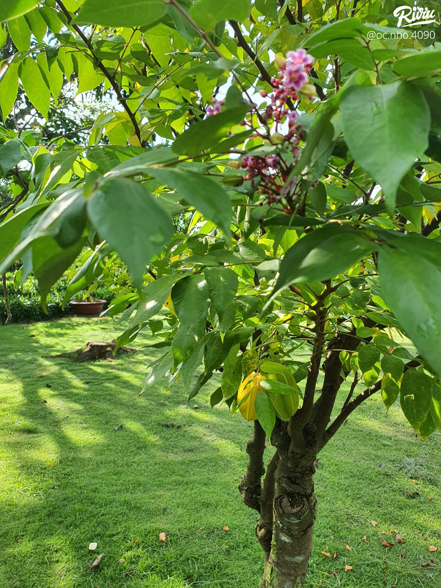 hakia garden - du lich sinh thai am thuc chay - anh 8