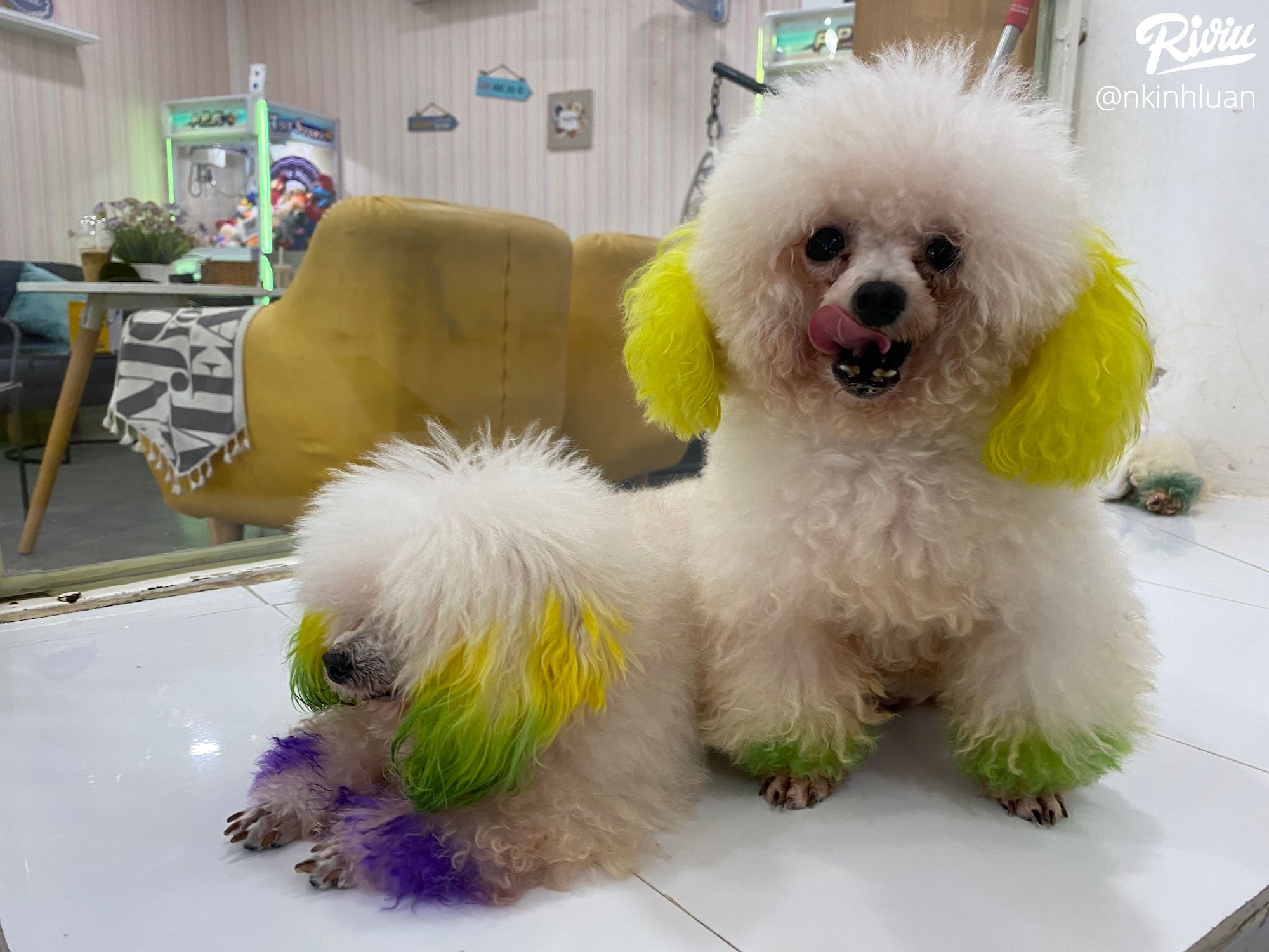 ghe quan poodle house coffee choi voi may chu cho vo cung de thuong - anh 2