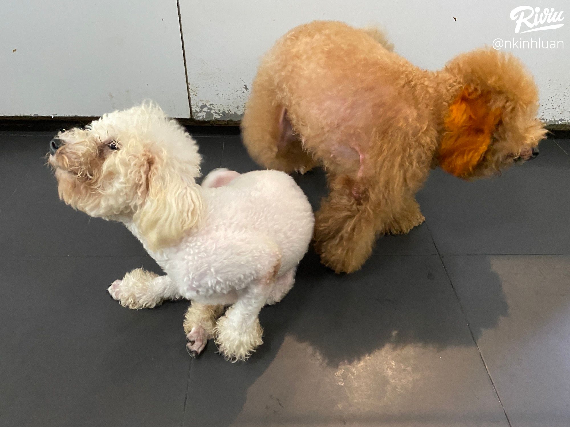ghe quan poodle house coffee choi voi may chu cho vo cung de thuong - anh 4