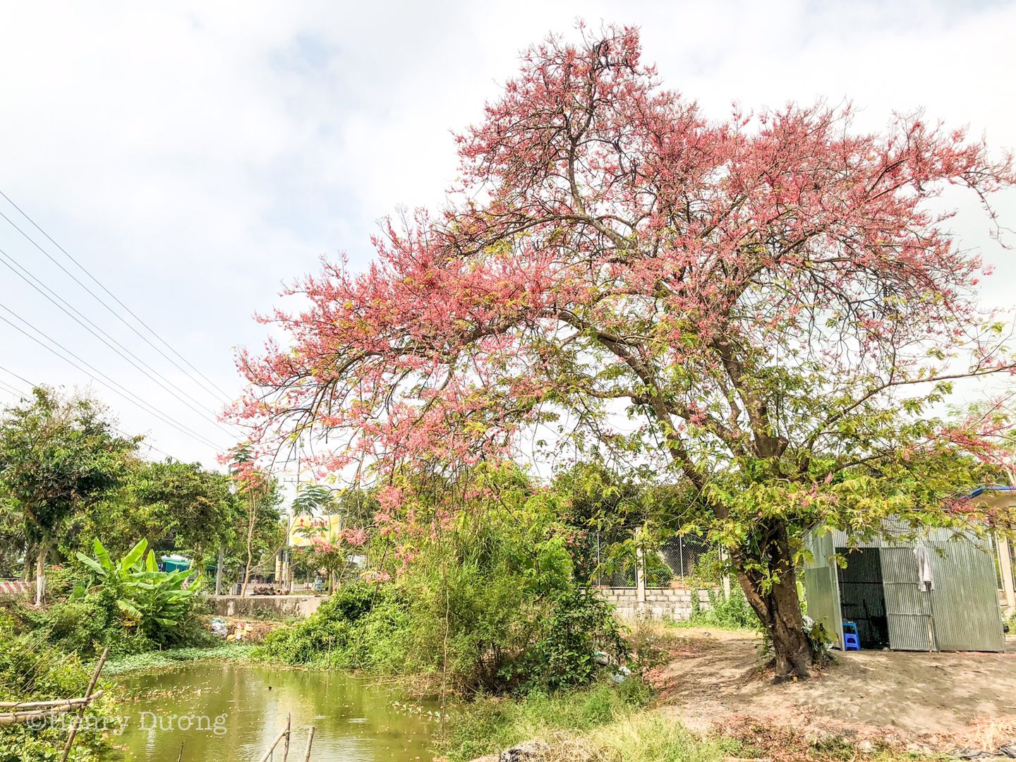 THÁNG BA - MÙA “ANH ĐÀO MIỀN TÂY”