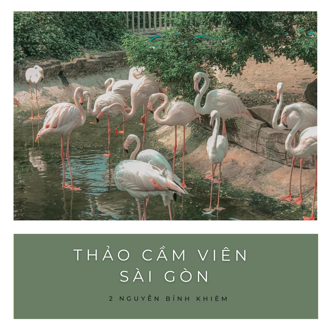 THẢO CẦM VIÊN NGÀY TRỞ LẠI ❤️