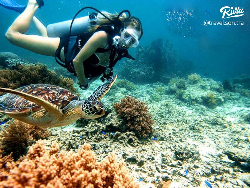 KINH NGHIỆM DU LỊCH CÙ LAO CHÀM CẦN THIẾT VÀ ĐẦY ĐỦ NHẤT 2022 - ảnh 3 kinh nghiem du lich cu lao cham can thiet va day du nhat 2022 - anh 3