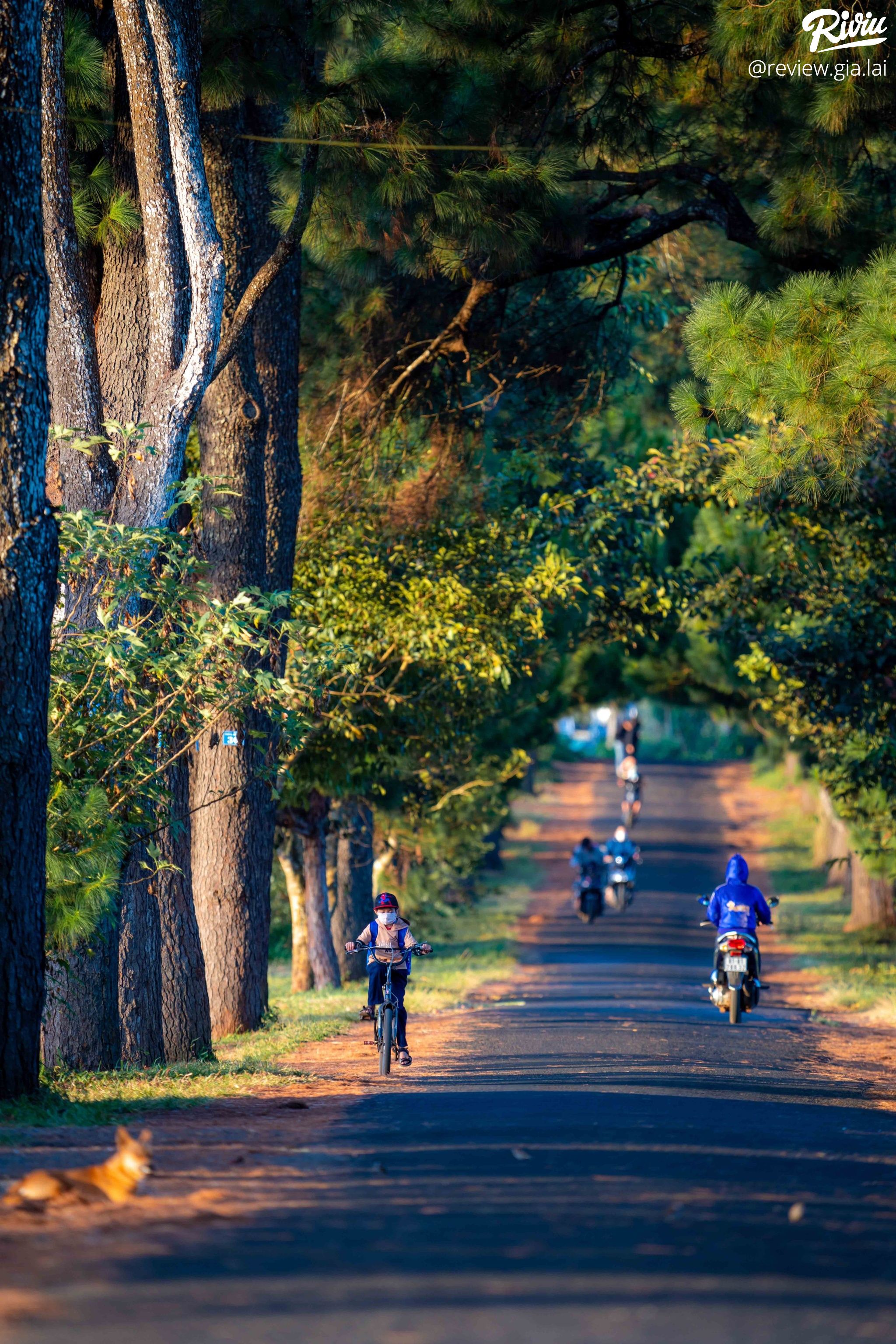 Hàng Thông Trăm Tuổi Biển Hồ Chè Gia Lai - ảnh 4 hang thong tram tuoi bien ho che gia lai - anh 4