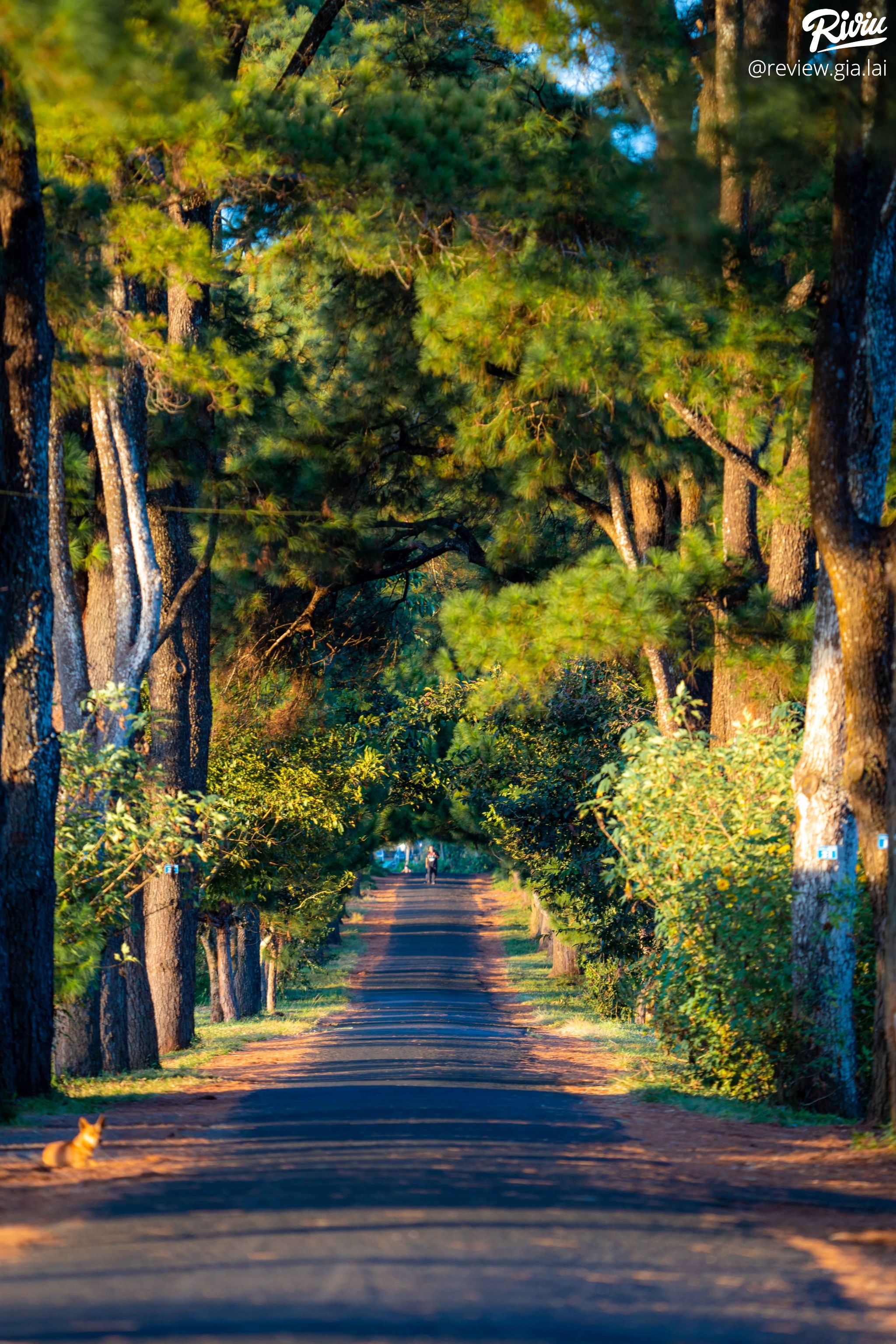 Hàng Thông Trăm Tuổi Biển Hồ Chè Gia Lai - ảnh 3 hang thong tram tuoi bien ho che gia lai - anh 3