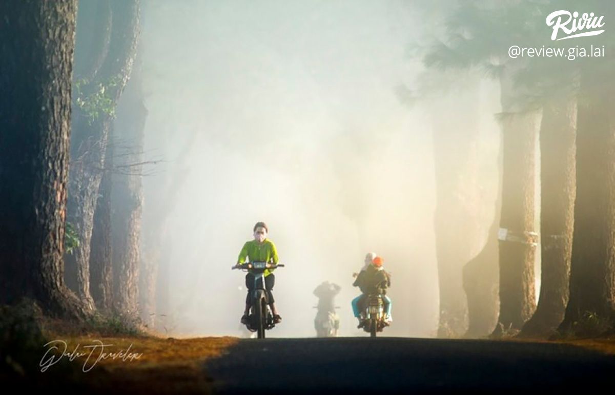 Hàng Thông Trăm Tuổi Biển Hồ Chè Gia Lai - ảnh 2 hang thong tram tuoi bien ho che gia lai - anh 2
