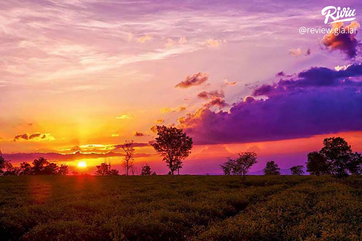 Hàng Thông Trăm Tuổi Biển Hồ Chè Gia Lai - ảnh 7 hang thong tram tuoi bien ho che gia lai - anh 7