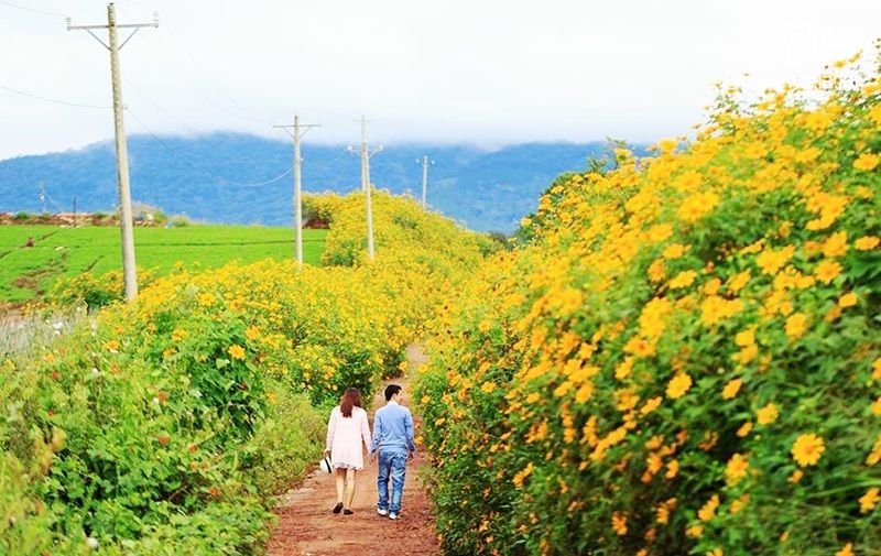 Hàng Thông Trăm Tuổi Biển Hồ Chè Gia Lai - ảnh 9 hang thong tram tuoi bien ho che gia lai - anh 9
