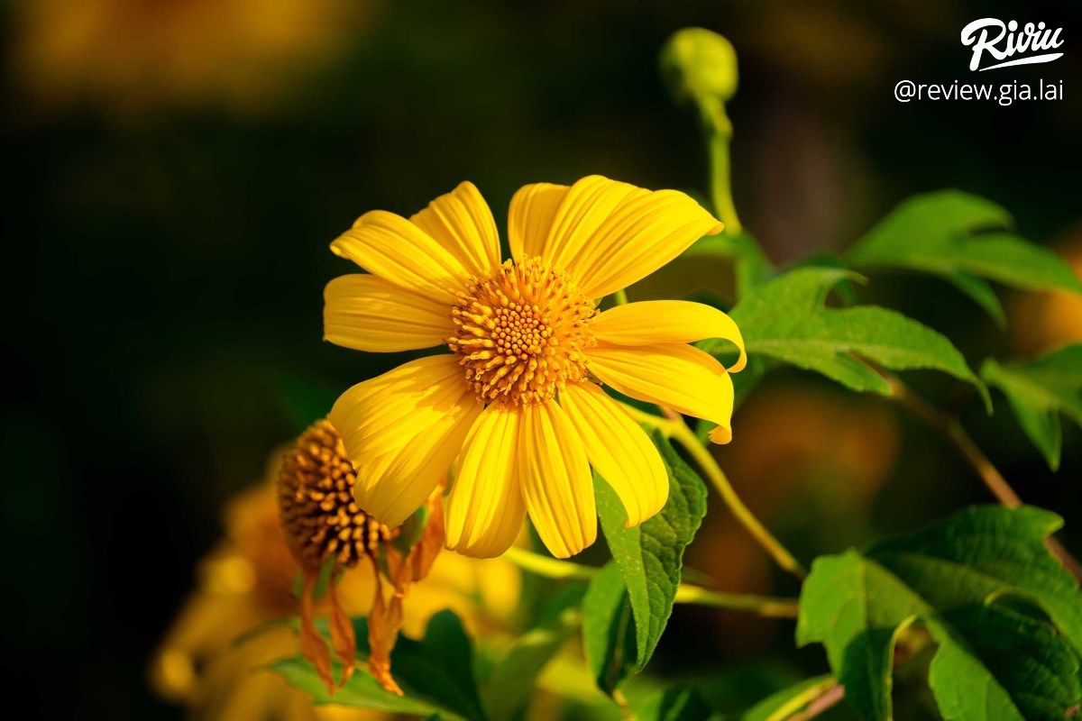 Hàng Thông Trăm Tuổi Biển Hồ Chè Gia Lai - ảnh 11 hang thong tram tuoi bien ho che gia lai - anh 11