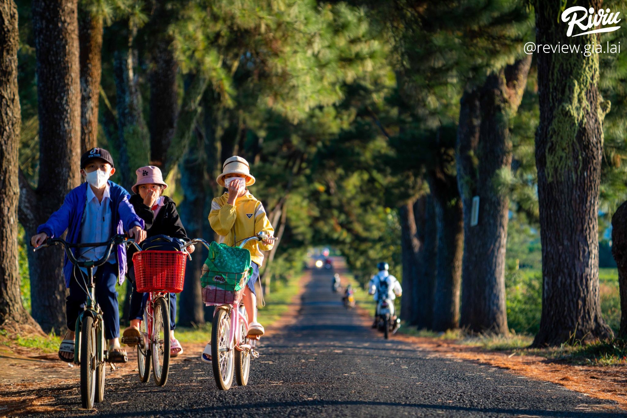 Hàng Thông Trăm Tuổi Biển Hồ Chè Gia Lai - ảnh 1 hang thong tram tuoi bien ho che gia lai - anh 1