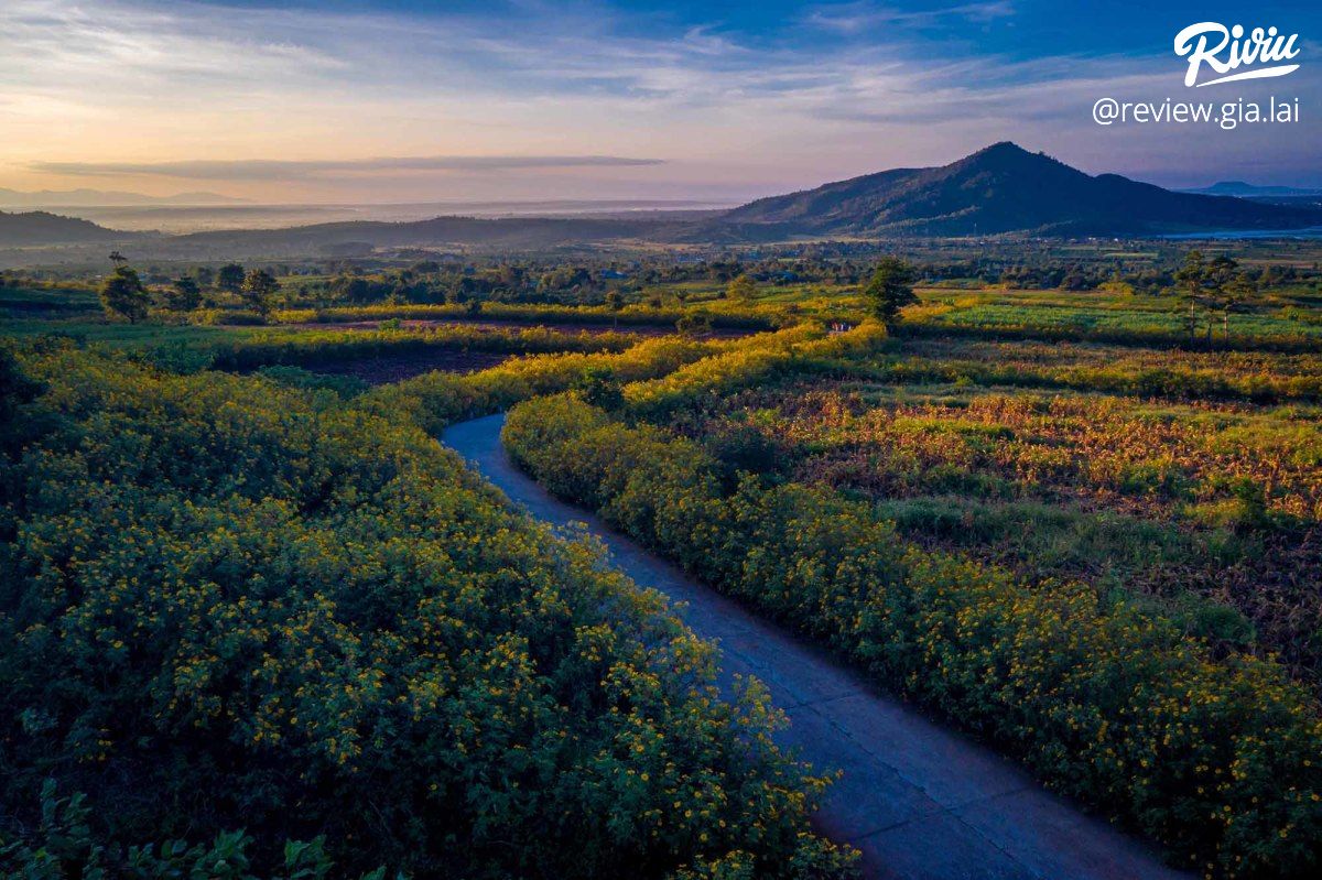 Hàng Thông Trăm Tuổi Biển Hồ Chè Gia Lai - ảnh 10 hang thong tram tuoi bien ho che gia lai - anh 10