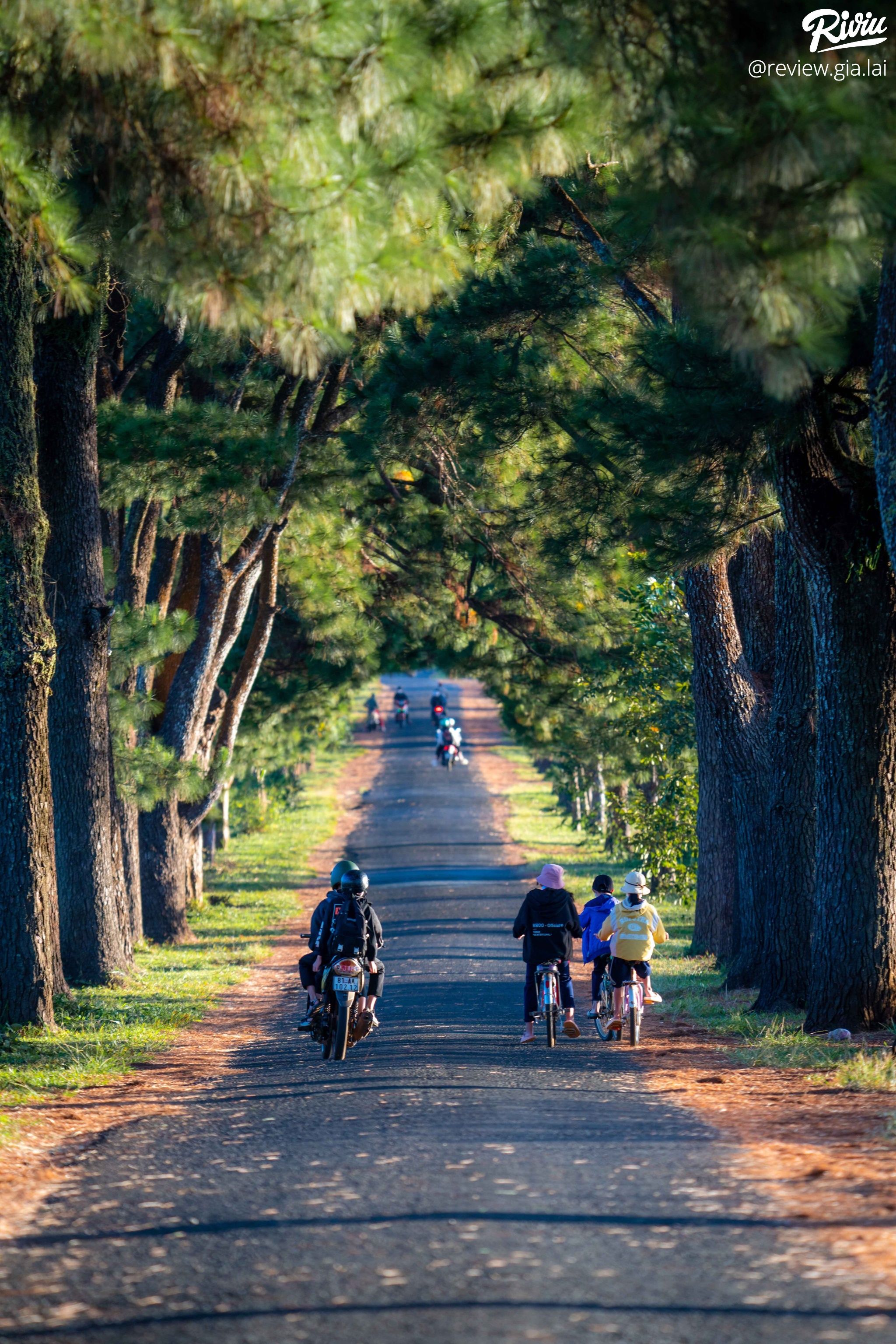 Hàng Thông Trăm Tuổi Biển Hồ Chè Gia Lai - ảnh 6 hang thong tram tuoi bien ho che gia lai - anh 6
