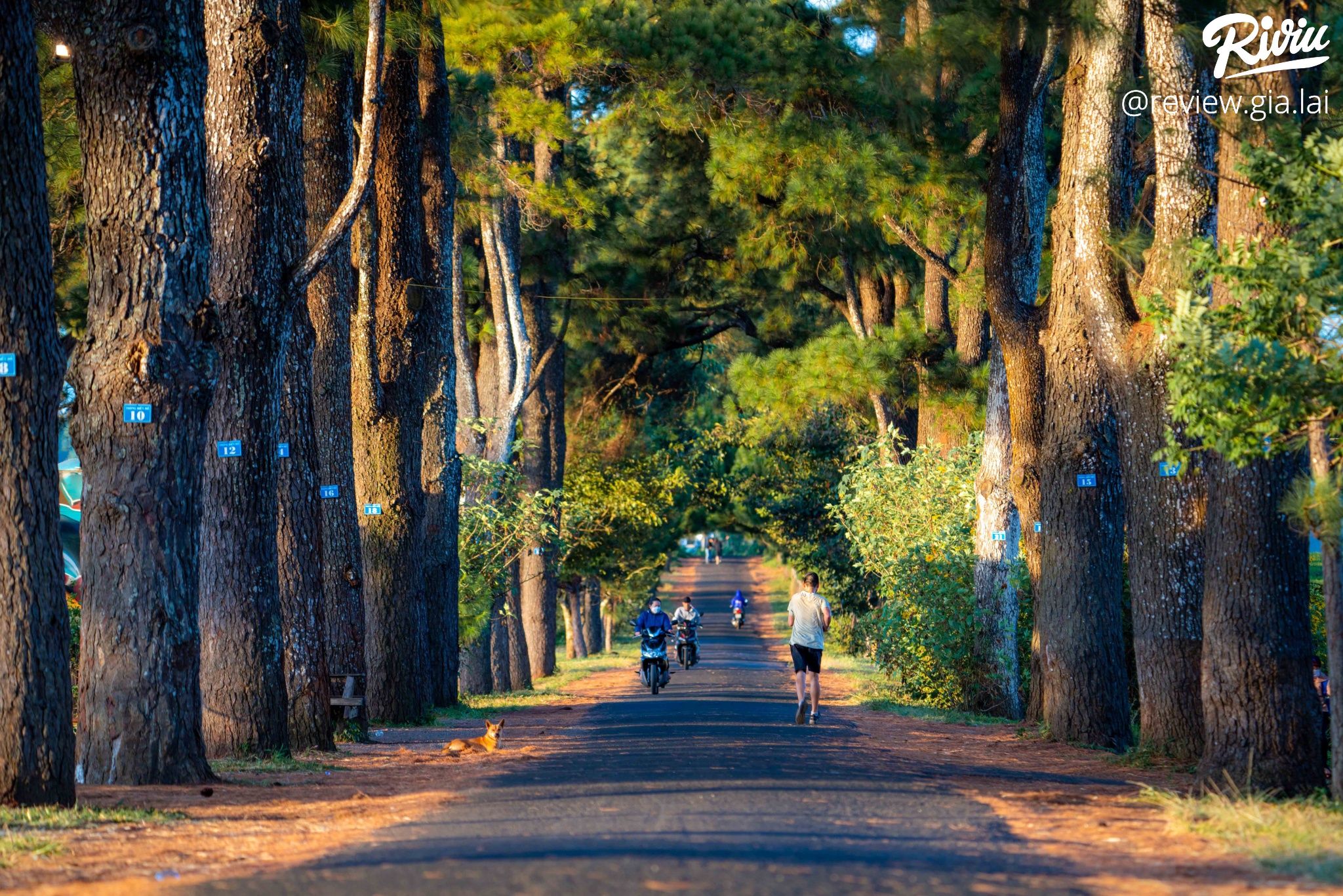 Hàng Thông Trăm Tuổi Biển Hồ Chè Gia Lai - ảnh 5 hang thong tram tuoi bien ho che gia lai - anh 5