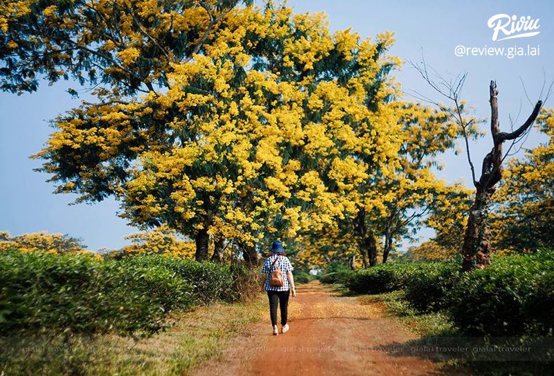 Hàng Thông Trăm Tuổi Biển Hồ Chè Gia Lai - ảnh 8 hang thong tram tuoi bien ho che gia lai - anh 8