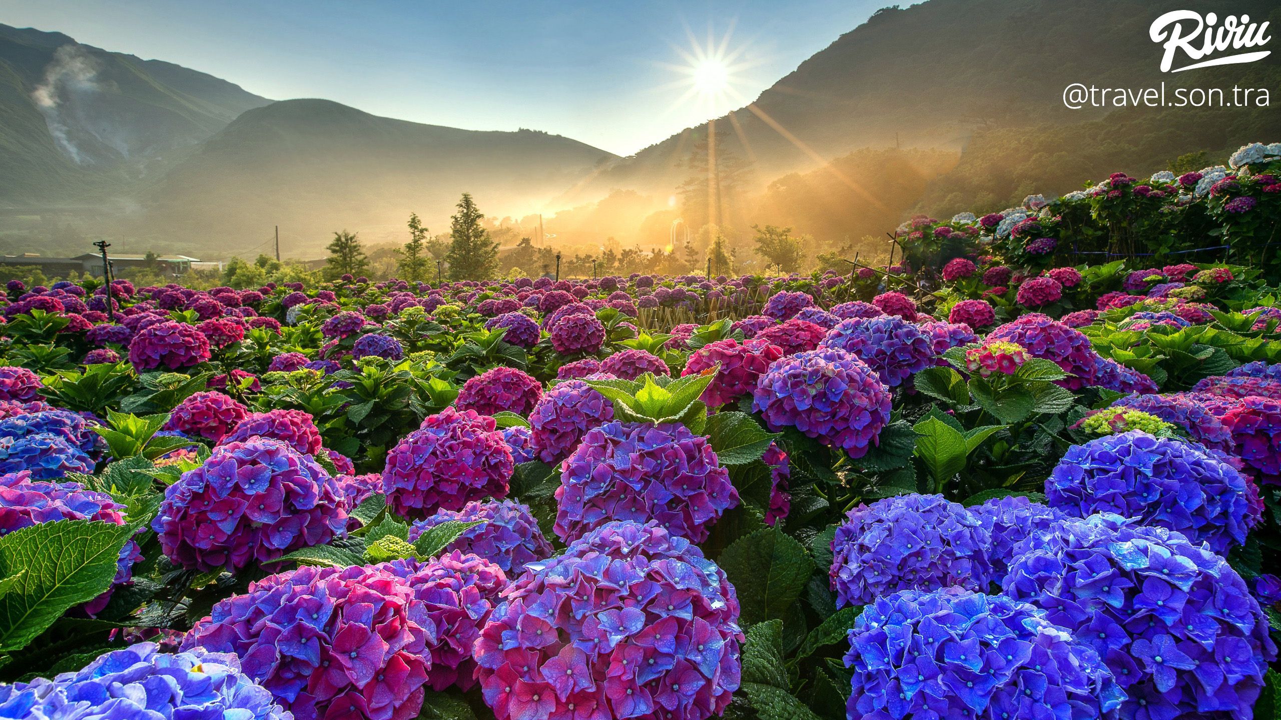 Top 299 Hình ảnh hoa cẩm tú cầu đẹp nhất thế giới